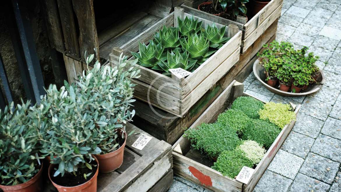 Arriendo de Plantas