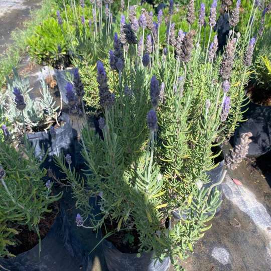 Lavanda Francesa