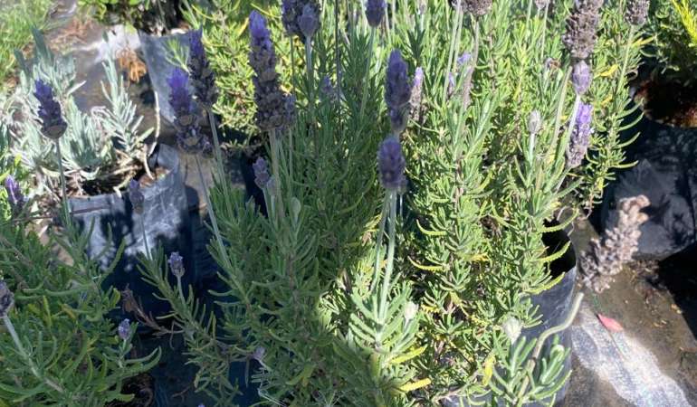 Lavanda Francesa