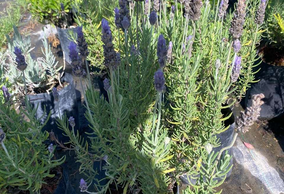 Lavanda Francesa