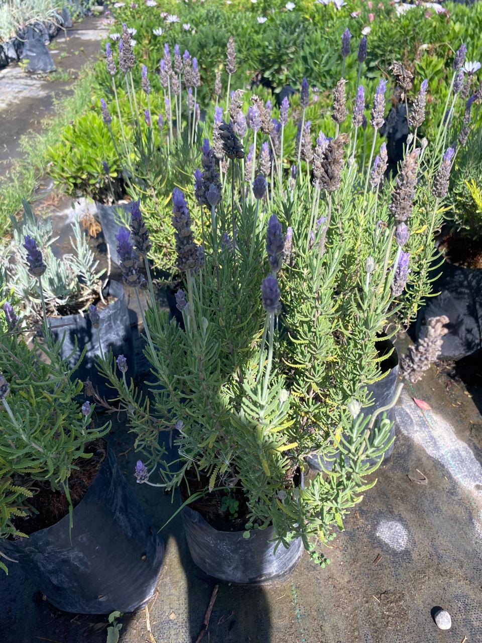Lavanda Francesa