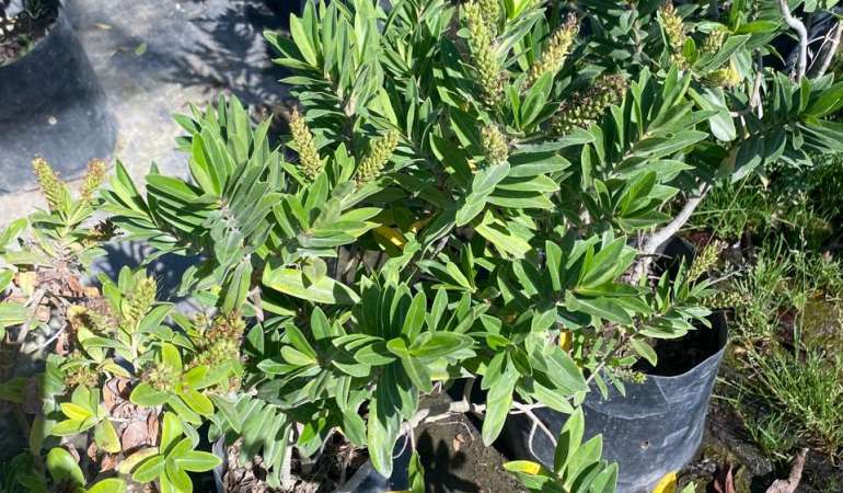 Verónica brillantísima L (Hebe speciosa)