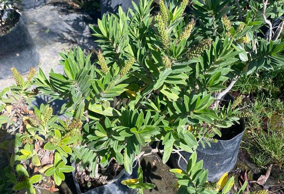 Verónica brillantísima L (Hebe speciosa)