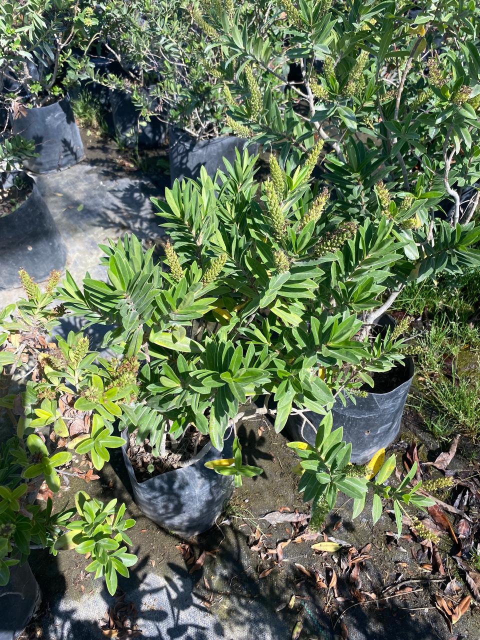 Verónica brillantísima L (Hebe speciosa)
