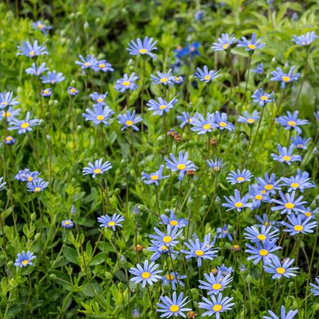 Agathea o Margarita azul (Felicia Melloides)