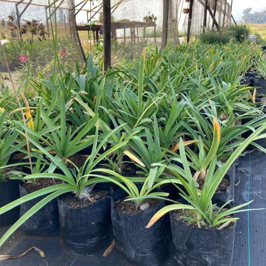 Agapanto azul (Agapanthus africanus)