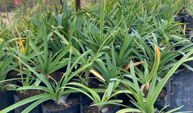 Agapanto azul (Agapanthus africanus)