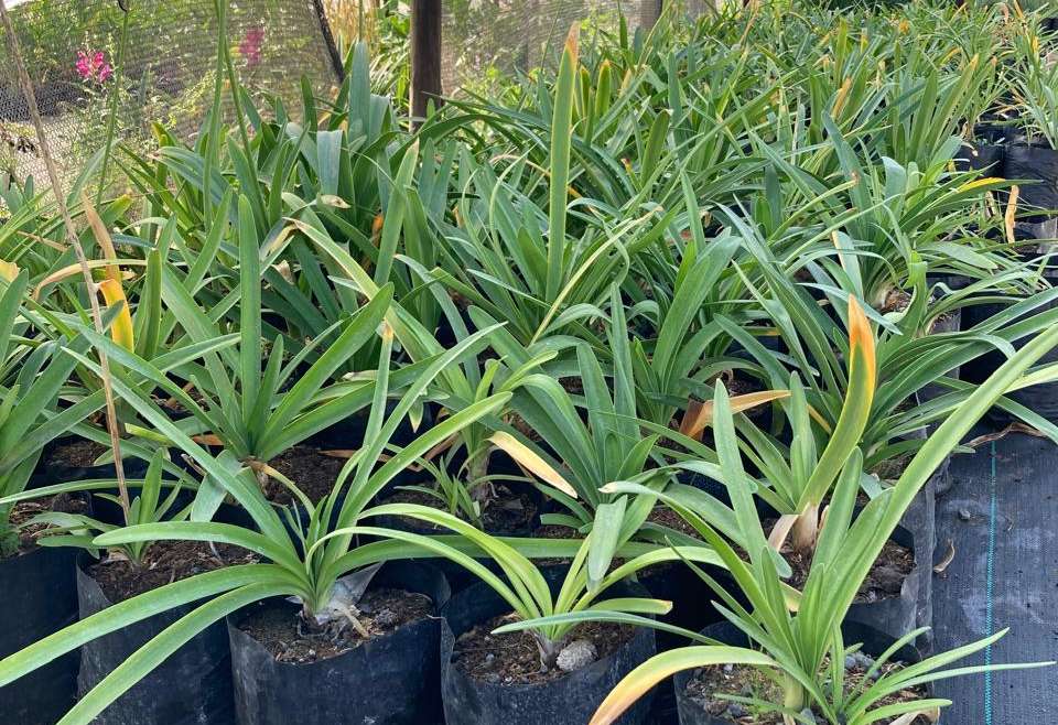 Agapanto azul (Agapanthus africanus)