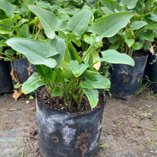 Cala M (Zantedeschia Aethiopica)