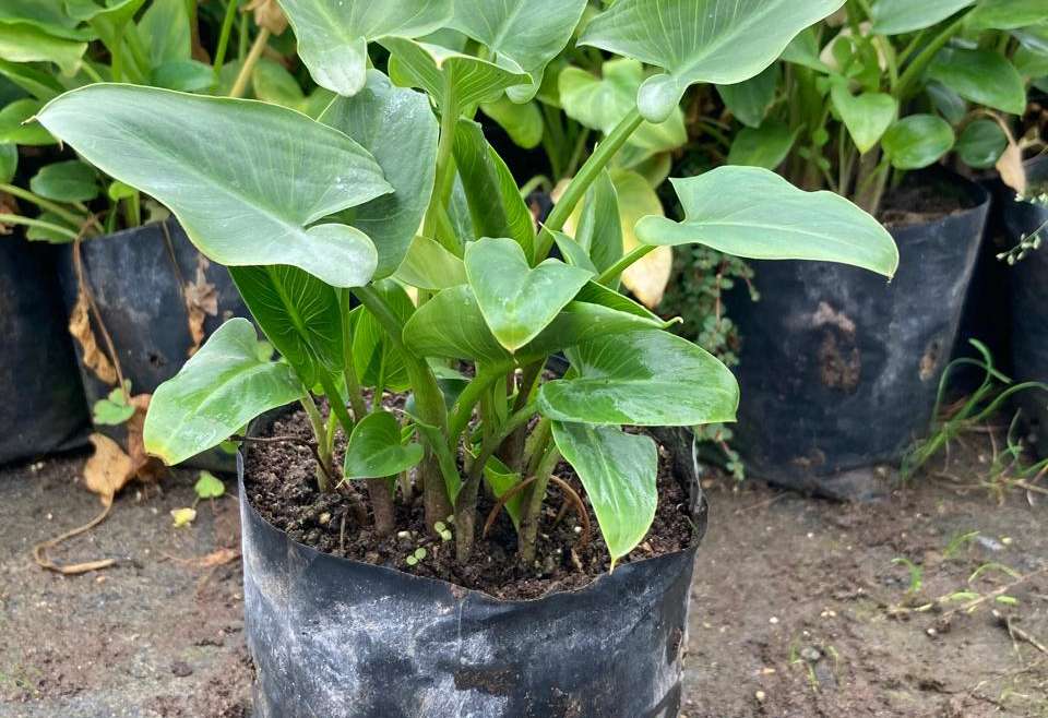Cala M (Zantedeschia Aethiopica)