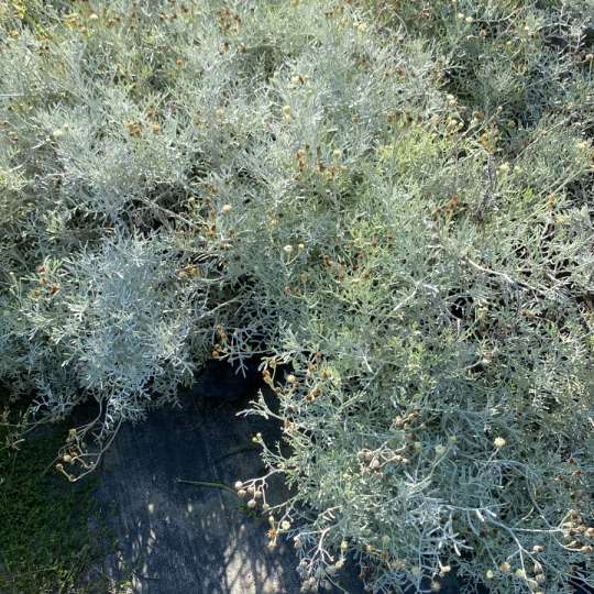 Cinerarea Maritima
