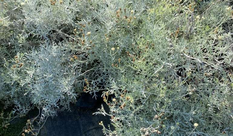 Cinerarea Maritima
