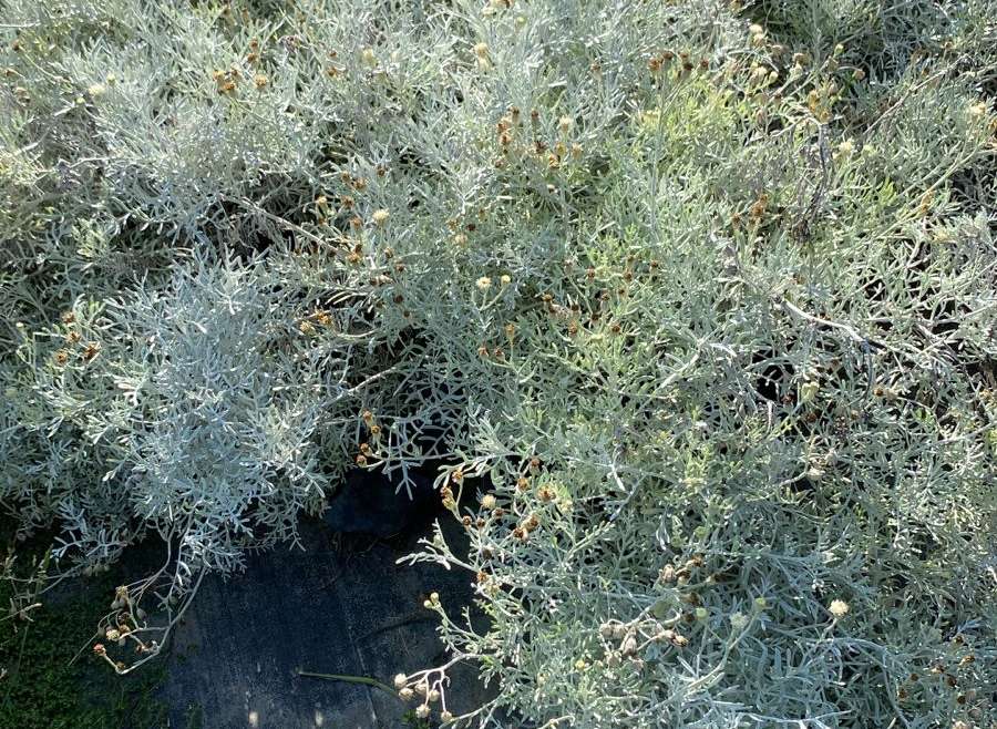 Cinerarea Maritima