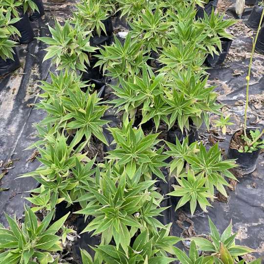 Echium candicans