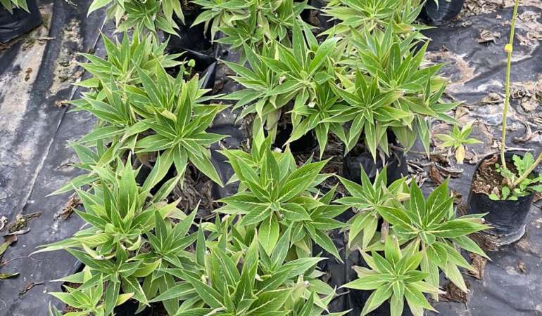 Echium candicans
