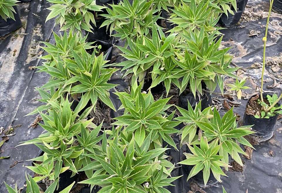 Echium candicans