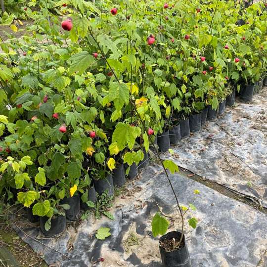 Abutilon 0,8m (Abutilon hybridum)