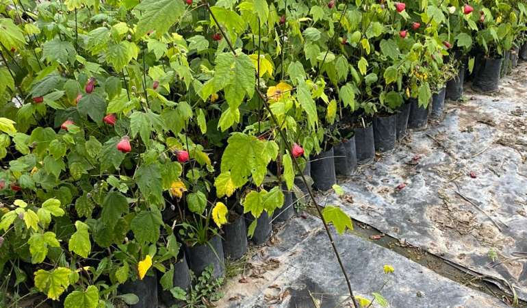 Abutilon 0,8m (Abutilon hybridum)