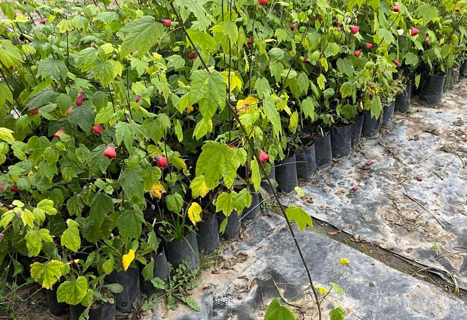 Abutilon 0,8m (Abutilon hybridum)