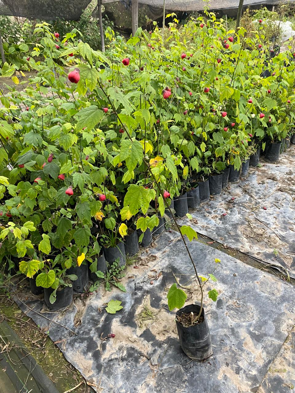 Abutilon 0,8m (Abutilon hybridum)