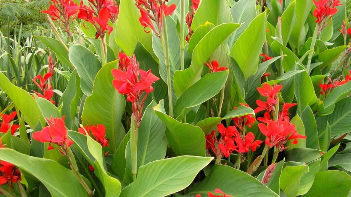 Achira 1m(Canna indica)