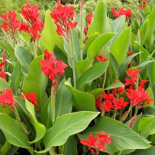 Achira 1m(Canna indica)