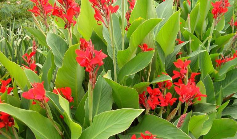 Achira 1m(Canna indica)