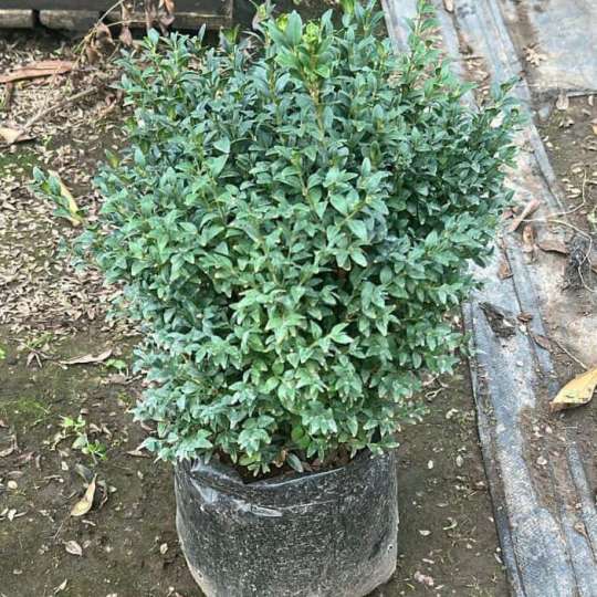 Boj bola (Buxus sempervirens)
