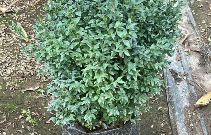 Boj bola (Buxus sempervirens)