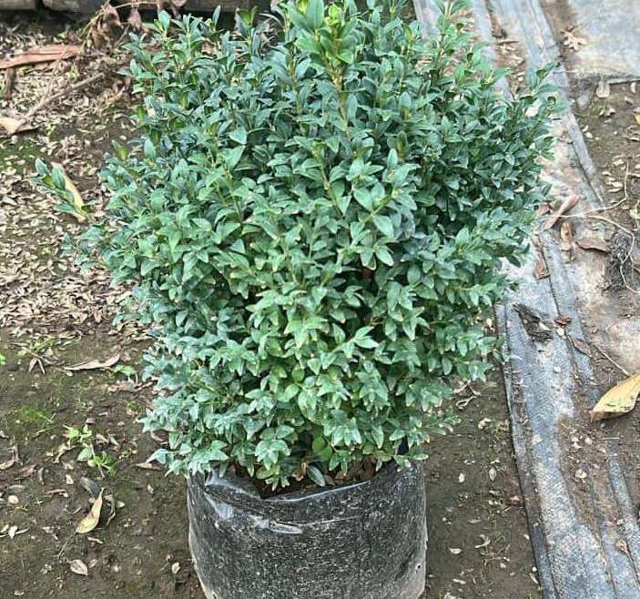 Boj bola (Buxus sempervirens)