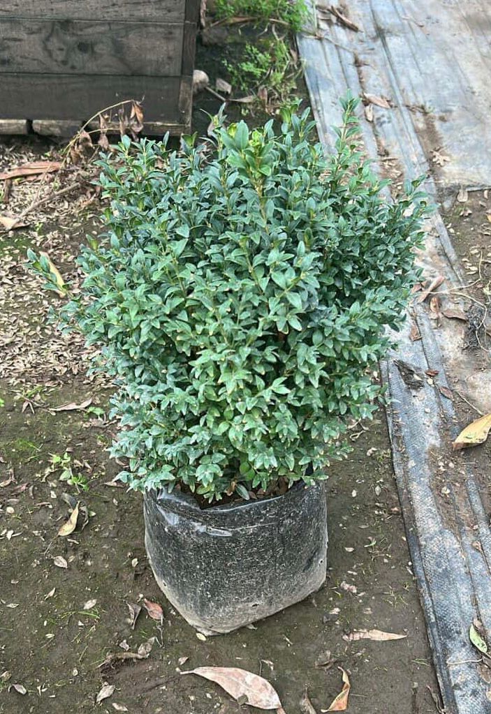 Boj bola (Buxus sempervirens)