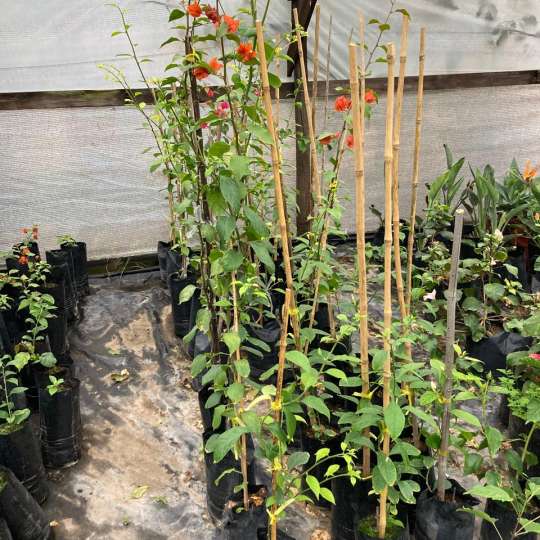 Bugambillia 1.2m (Bougainvillea spectabilis)