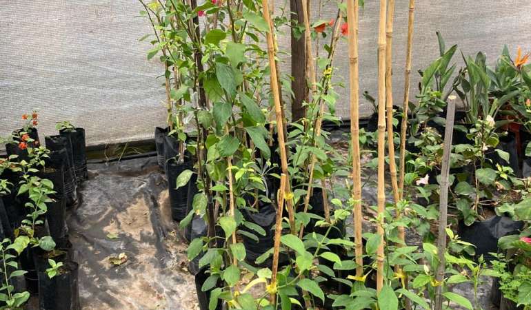Bugambillia 1.2m (Bougainvillea spectabilis)