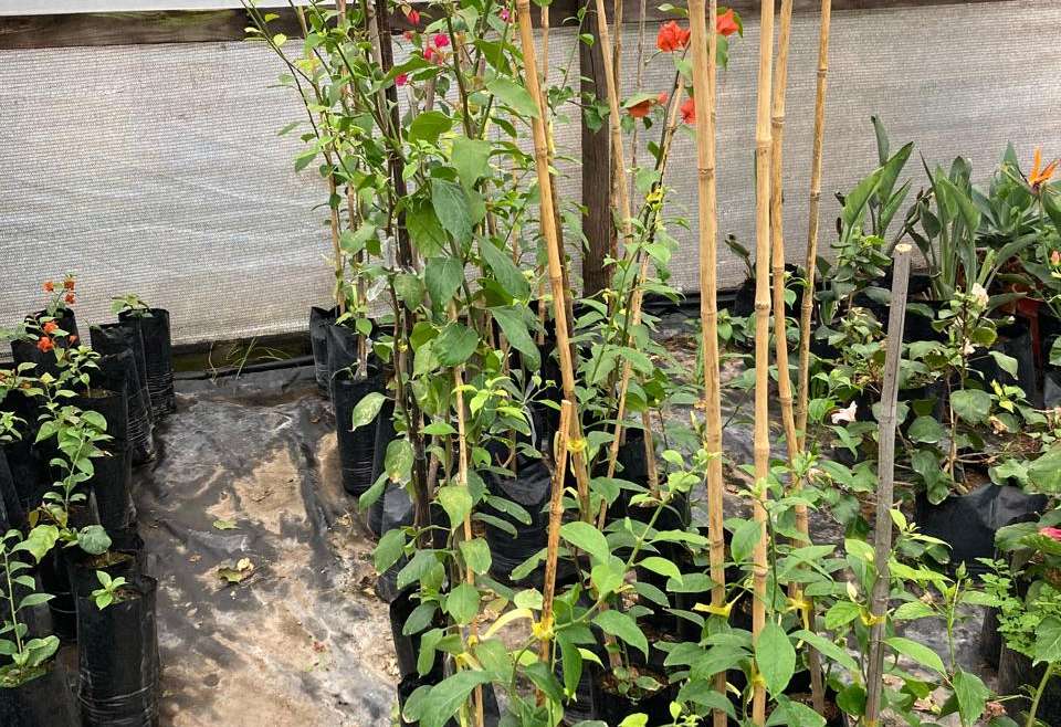 Bugambillia 1.2m (Bougainvillea spectabilis)