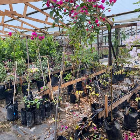 Bugambillia Pie alto (Bougainvillea spectabilis)