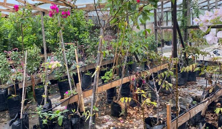Bugambillia Pie alto (Bougainvillea spectabilis)