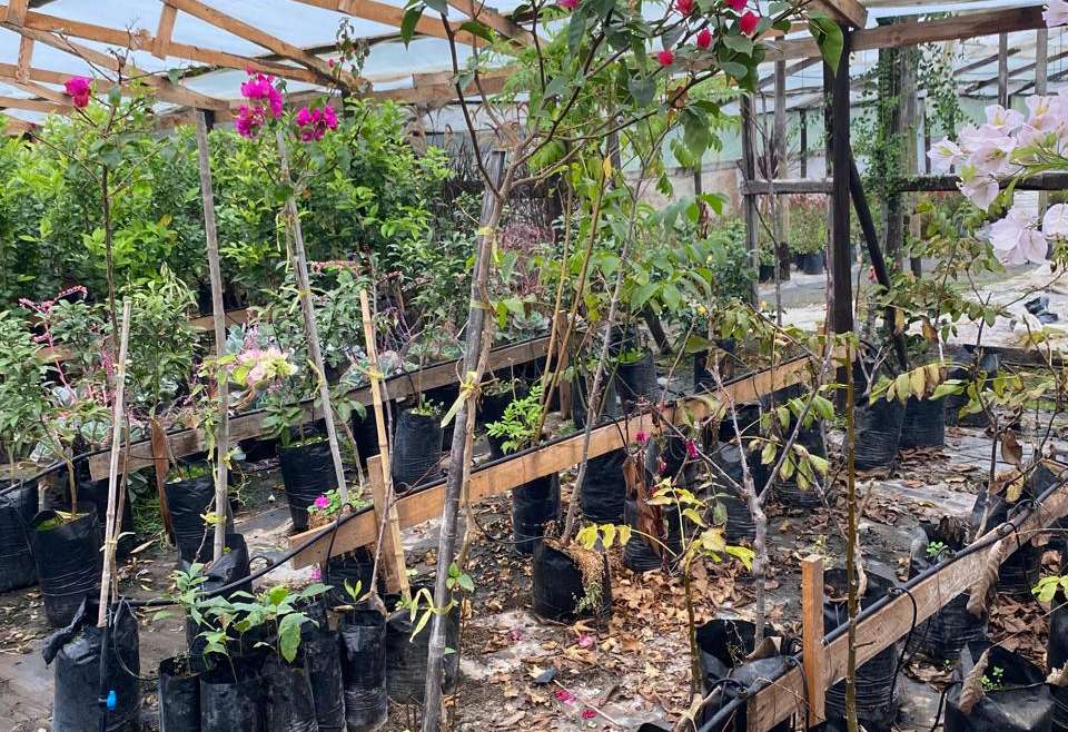 Bugambillia Pie alto (Bougainvillea spectabilis)