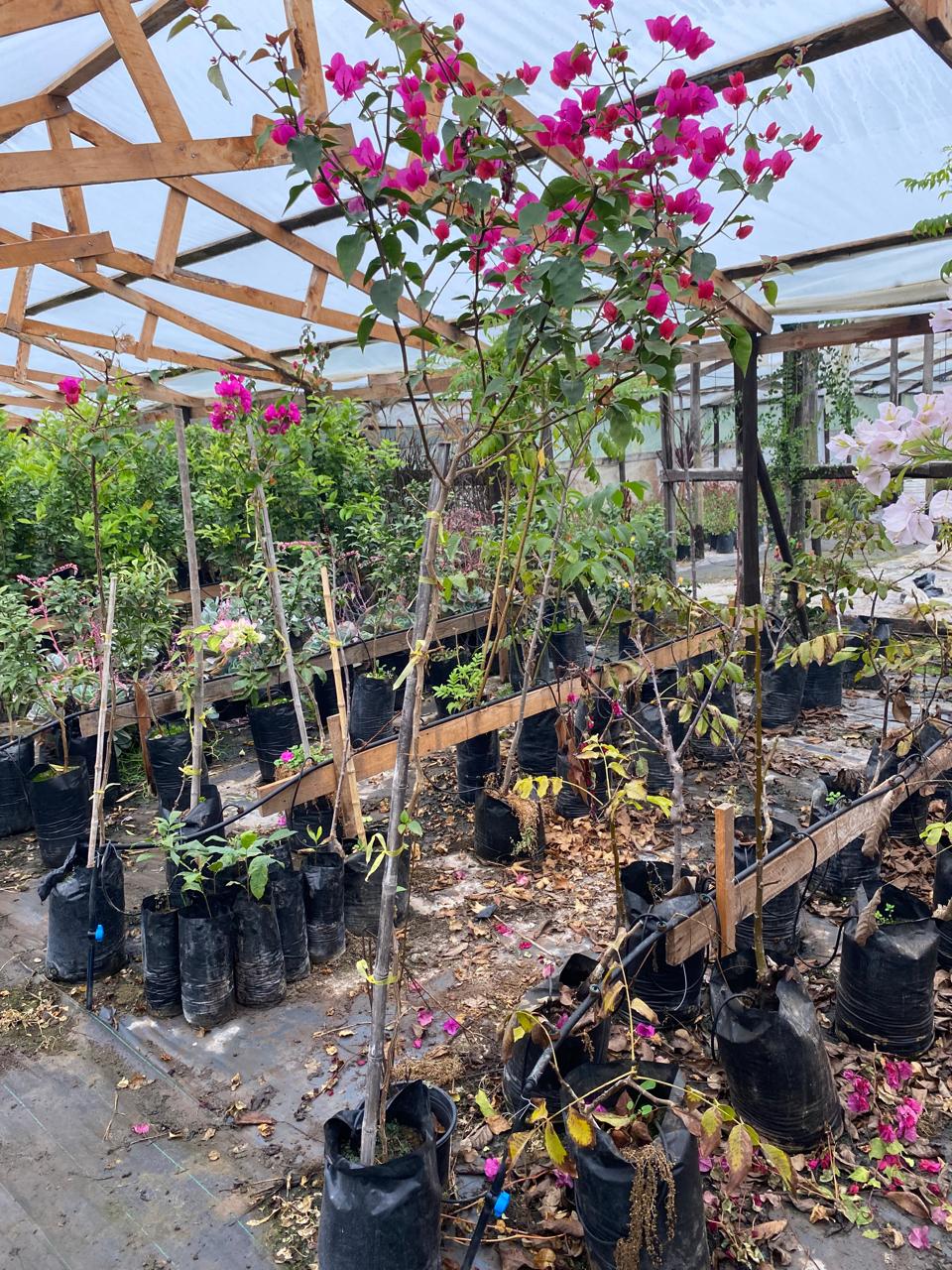 Bugambillia Pie alto (Bougainvillea spectabilis)