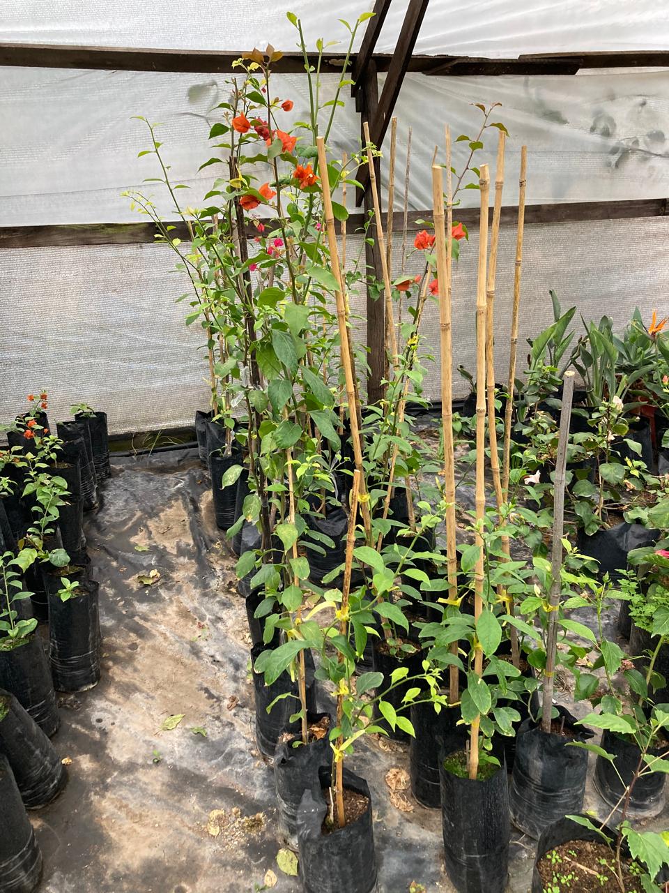 Bugambillia 1.2m (Bougainvillea spectabilis)