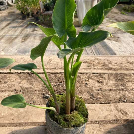 Cala blanca L (Zantedeschia Aethiopica)