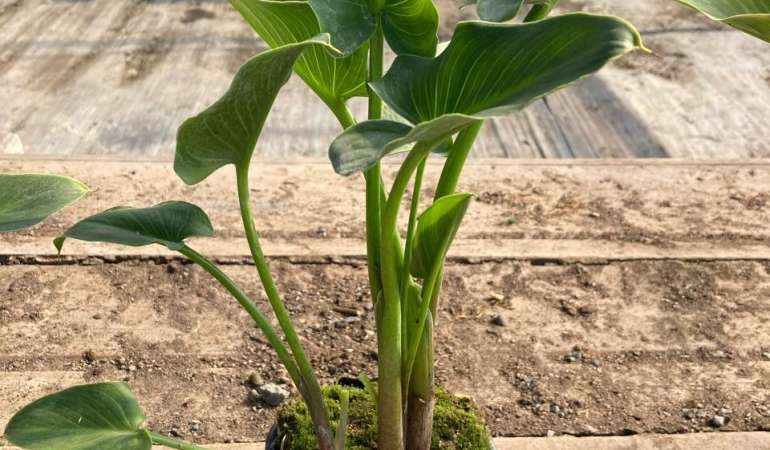 Cala blanca L (Zantedeschia Aethiopica)