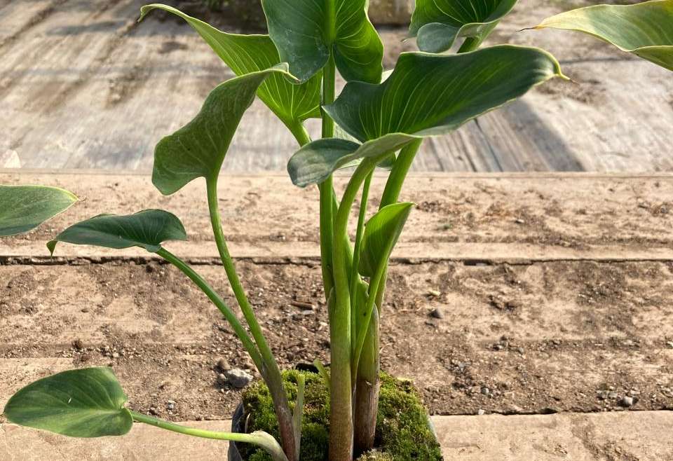 Cala blanca L (Zantedeschia Aethiopica)