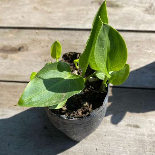 Cala blanca S (Zantedeschia Aethiopica)