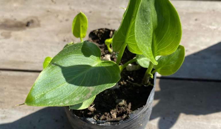 Cala blanca S (Zantedeschia Aethiopica)