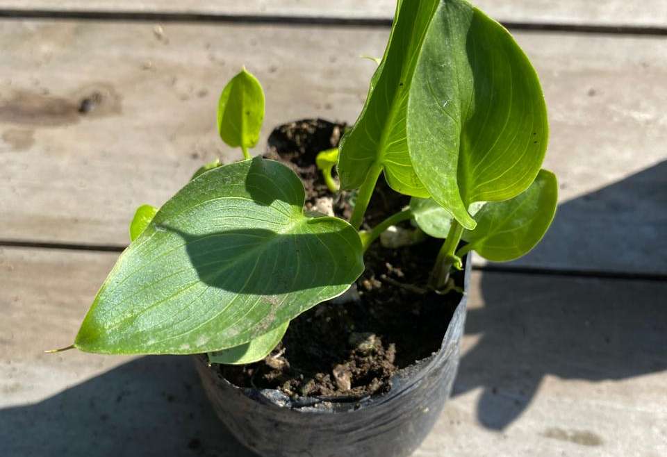 Cala blanca S (Zantedeschia Aethiopica)