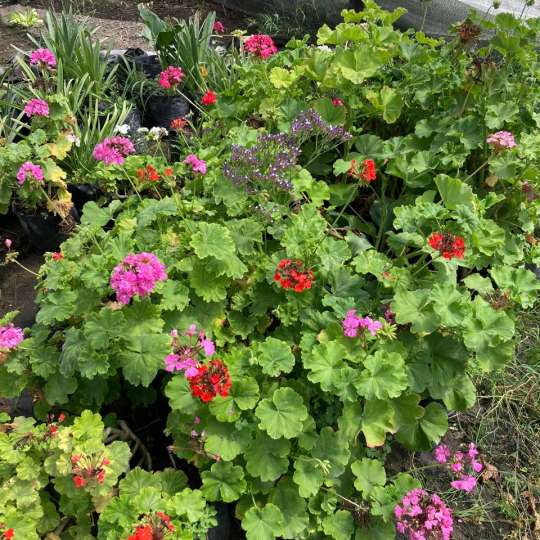 Cardenal Grande (Pelargonium zonale)