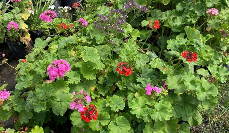 Cardenal Grande (Pelargonium zonale)