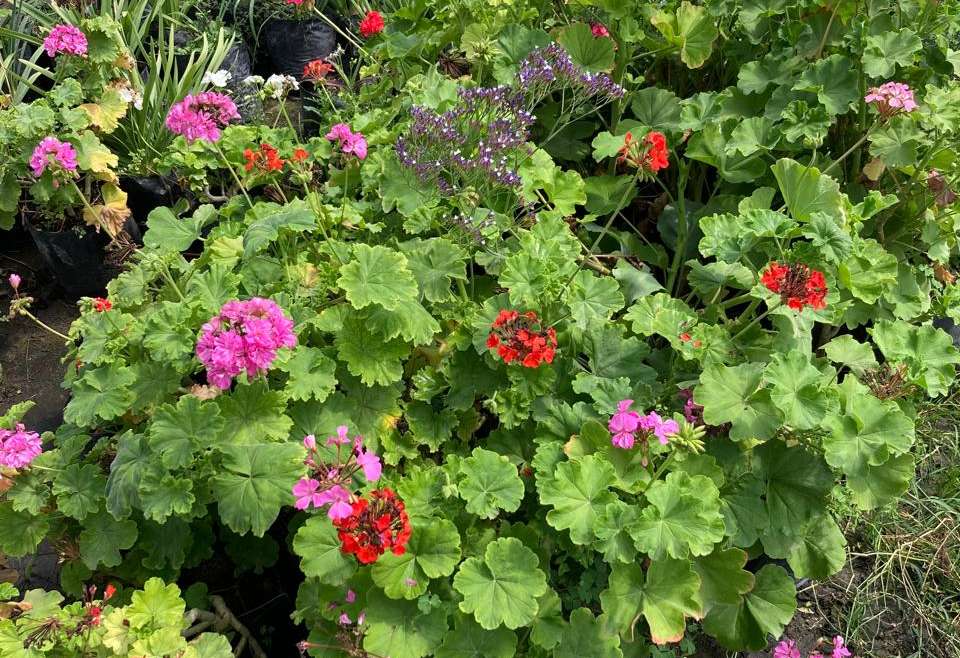 Cardenal pequeño (Pelargonium zonale)
