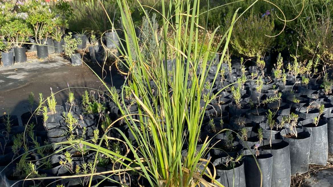Cola de Zorro 0,8-1m (Ceratophyllum demersum)