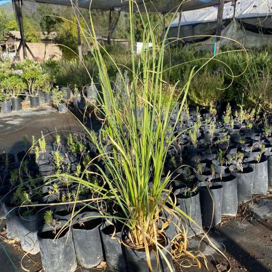 Cola de Zorro 0,8-1m (Ceratophyllum demersum)